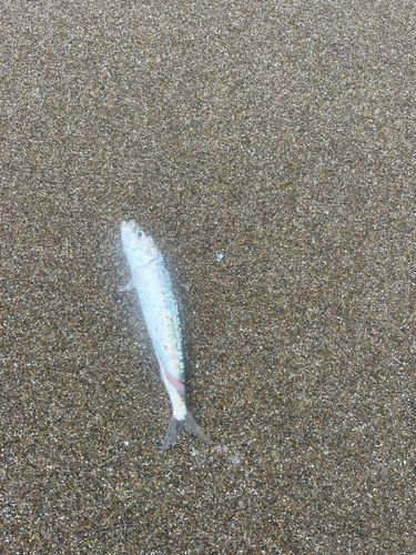 イワシの釣果