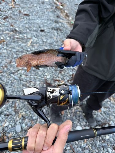 オオモンハタの釣果