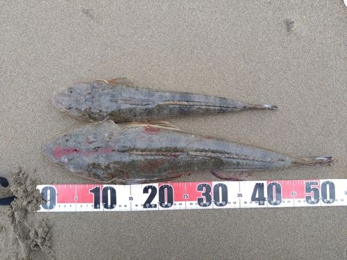 マゴチの釣果