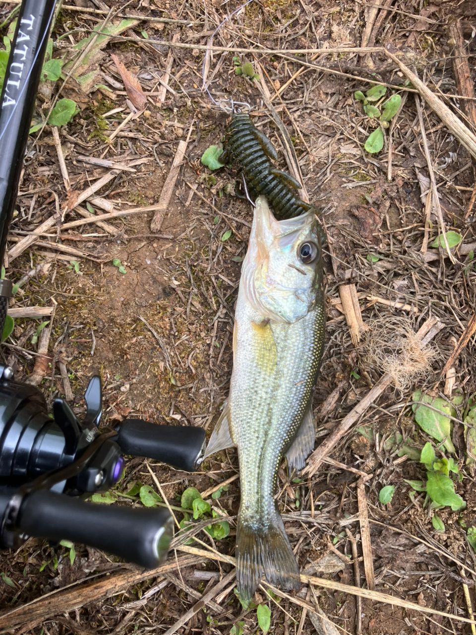 ラージマウスバス