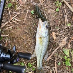 ラージマウスバス