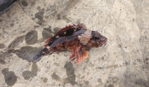 イソカサゴの釣果