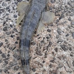 マゴチ