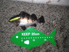 メバルの釣果