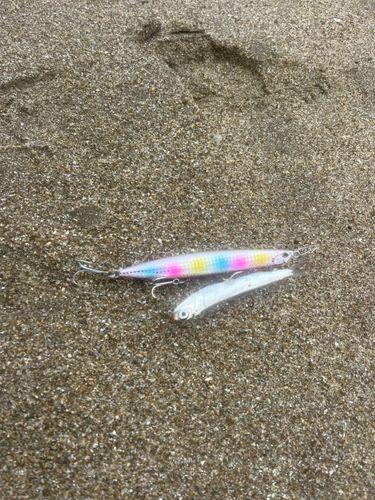 カタクチイワシの釣果
