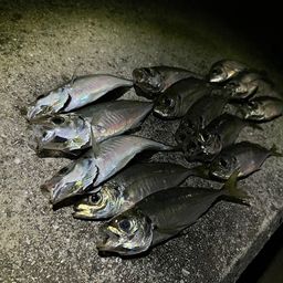 アジ