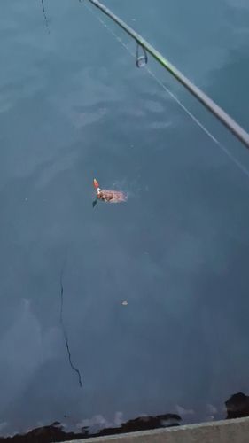 コウイカの釣果