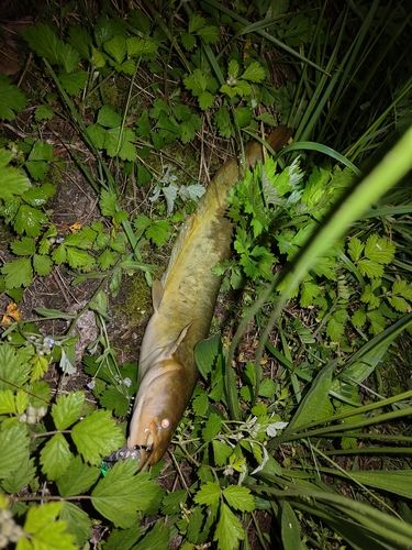 ナマズの釣果