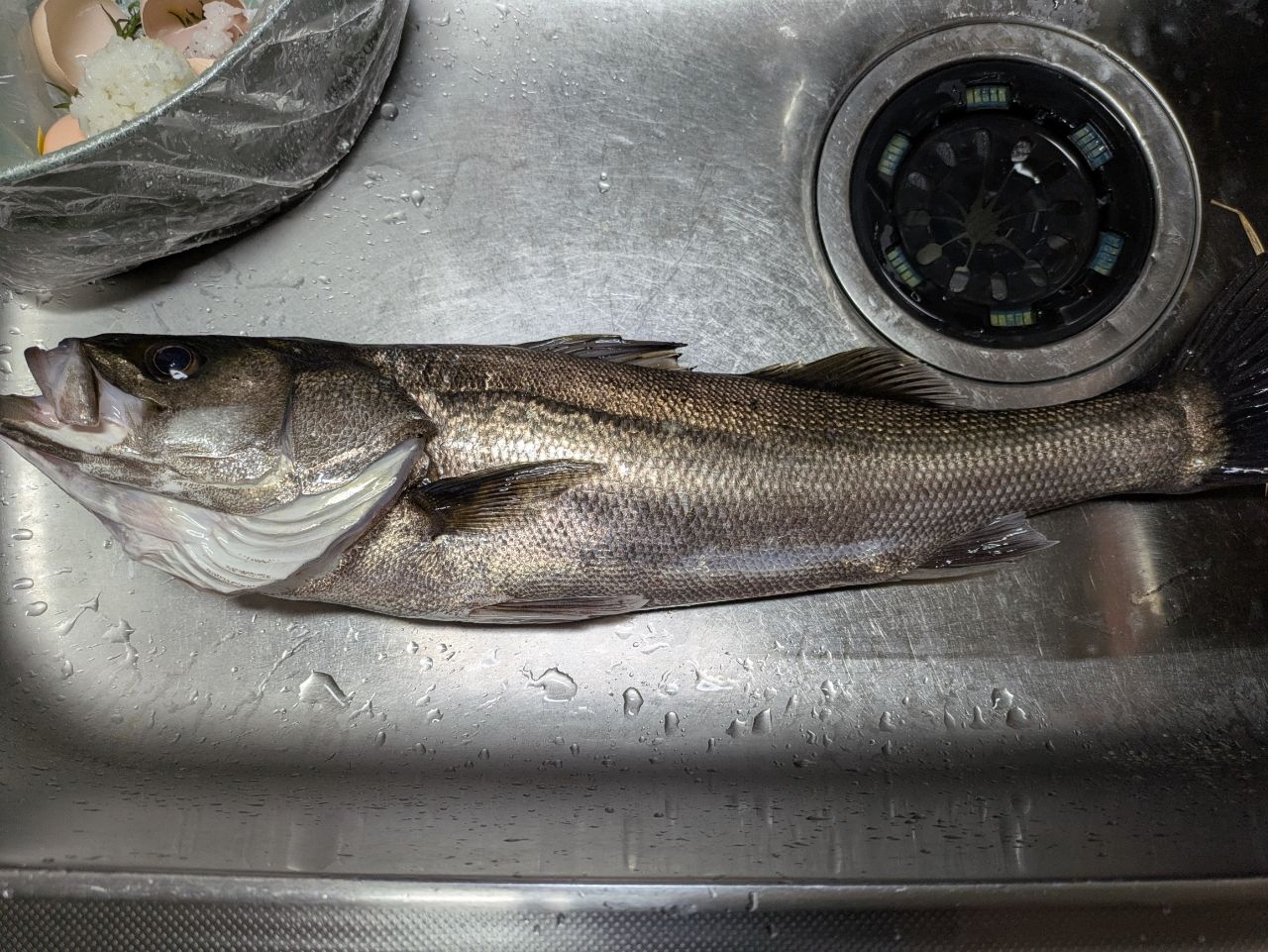 セイゴ（マルスズキ）