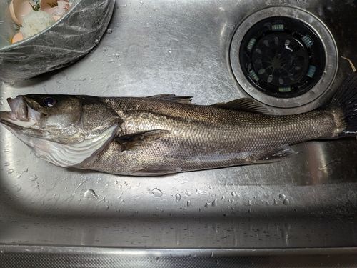 セイゴ（マルスズキ）の釣果