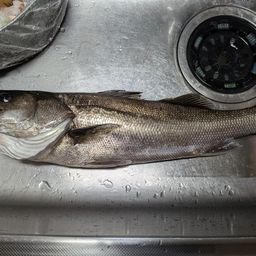 セイゴ（マルスズキ）