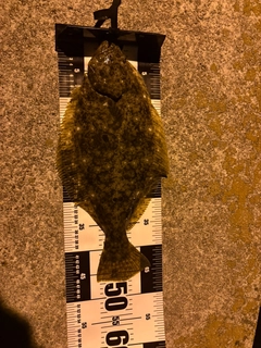 ヒラメの釣果