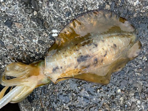 アオリイカの釣果