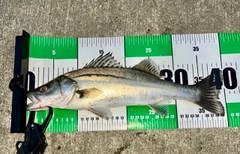 フッコ（マルスズキ）の釣果
