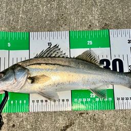 フッコ（マルスズキ）