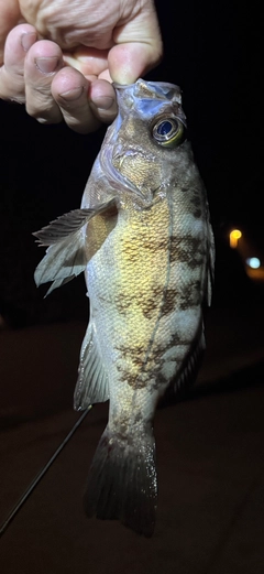 シロメバルの釣果