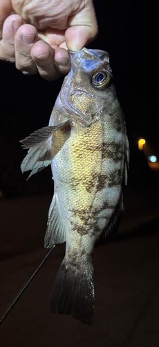 シロメバルの釣果