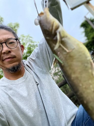 ナマズの釣果