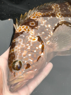 キジハタの釣果