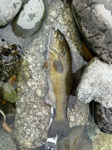 スモールマウスバスの釣果