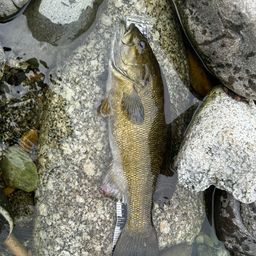 スモールマウスバス