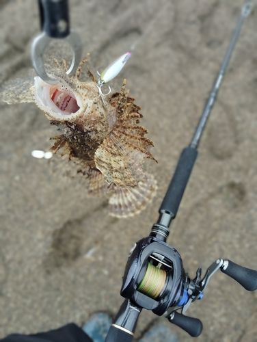 オニオコゼの釣果