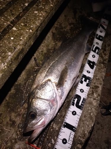 シーバスの釣果