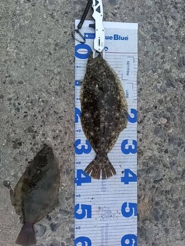 ヒラメの釣果