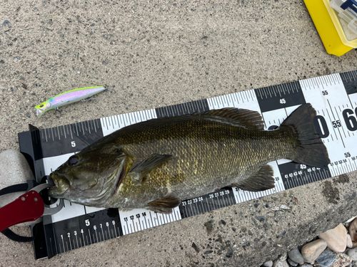 スモールマウスバスの釣果