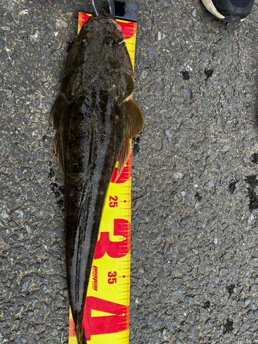マゴチの釣果