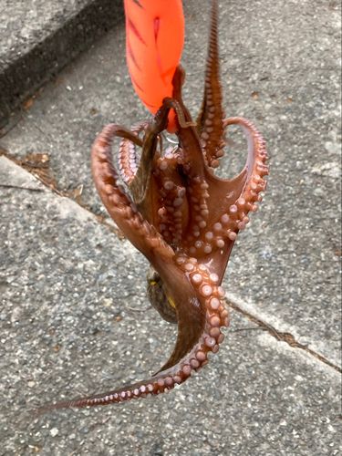 タコの釣果