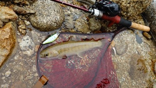 イワナの釣果