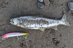 アメマスの釣果