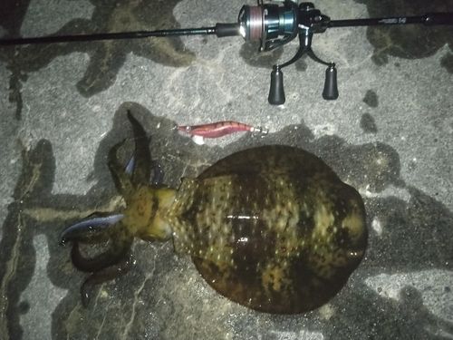 アオリイカの釣果