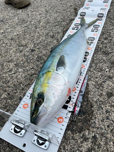 ガンドの釣果