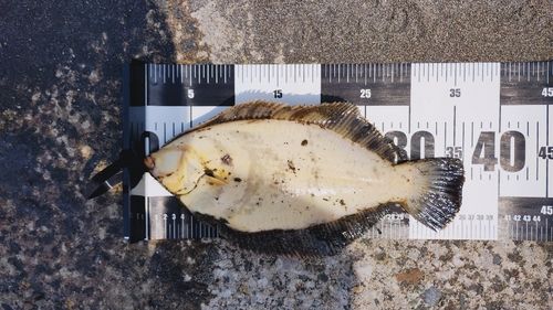 クロガレイの釣果