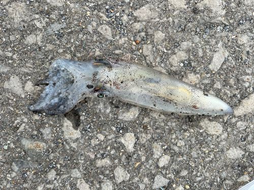 ヒイカの釣果