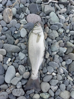 セイゴ（ヒラスズキ）の釣果