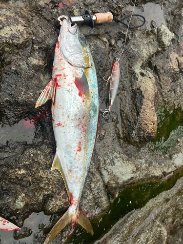 ヒラマサの釣果