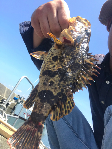 タケノコメバルの釣果