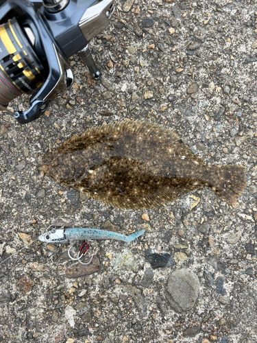 ヒラメの釣果
