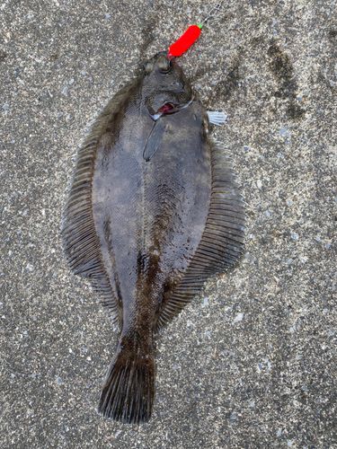 カレイの釣果
