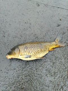 コイの釣果