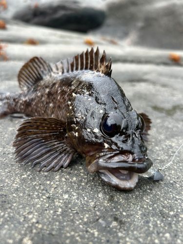 ムラソイの釣果