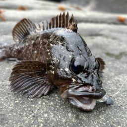 ムラソイ