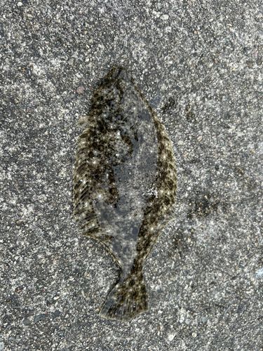 ヒラメの釣果