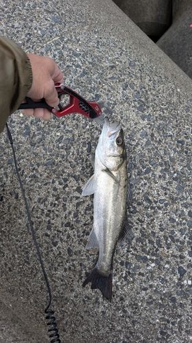 スズキの釣果