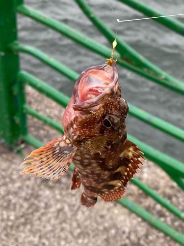 カサゴの釣果
