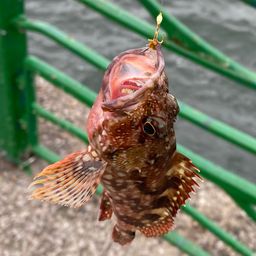 カサゴ