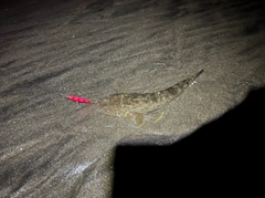 マゴチの釣果